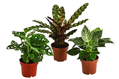 Dehner Pflanzenset Trend – 3 Sorten Zimmerpflanzen - Entdecken Sie das Pflanzenset mit Monstera, Philodendron und Korbmarante. Pflegeleichte Pflanzen, ideal für halbschattige Standorte. Liefergröße: je 20-25 cm, Topfgröße: Ø 12 cm. Variationen in Form und Farbe sind möglich.