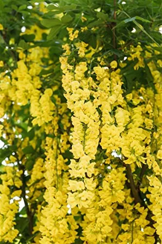 Laburnum watereri 'Vossii' - Goldregen mit leuchtend gelben Blüten - Baumsamen & -pflanzen, bienenfreundlich und pflegeleicht, ideal für sonnige Standorte und Gartenanfänger.