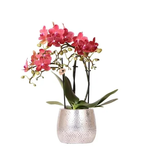 Phalaenopsis Orchidee Rot Congo Ø 9 cm im Elite Silber Ziertopf - Frische Phalaenopsis Orchidee für stilvolle Raumgestaltung, ideal als Geschenk oder zur Dekoration, Höhe 41 cm, in elegantem Silber Ziertopf.