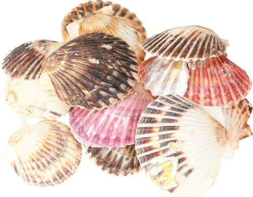 Herzmuscheln zum Basteln und Dekorieren für maritime Gestaltungsideen
