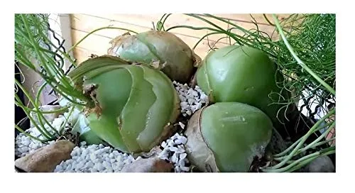 Stk - 5x Bowiea volubilis Klettermeerzwiebel Caudex Pflanzen - Samen B1943 - Seeds & Plants Shop by Ipsa