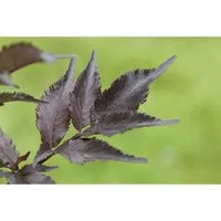 Sambucus nigra 'Black Beauty' - Rosa Gehölz für Deinen Garten - Bäume, Sträucher & Hecken – Wunderschöne rosa Blüten, ideal für sonnige bis halbschattige Standorte, wächst buschig und aufrecht.