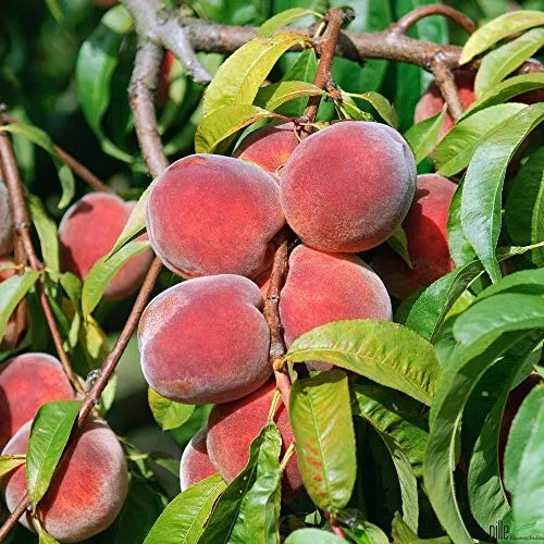 Pfirsichbaum winterhart Red Haven - Obstbaum 80-120 cm - Obstsamen & -pflanzen: Robuster, selbstfruchtender Pfirsichbaum mit saftigen, wohlschmeckenden Früchten und hoher Frosthärte, ideal für sonnige bis halbschattige Standorte.