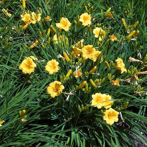 Bloomique - 3er Set - Hemerocallis Stella d'Oro - Taglilie - Gartenpflanzen - Winterhart - Höhe 10-20 cm - Topf 9x9 cm