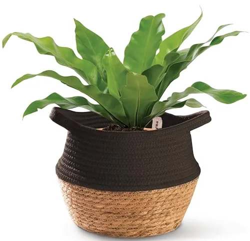 Praknu Deko Blumentopf Übertopf - Seegras Geflochten mit Baumwolle Ø 20cm - Pflanzkorb Boho Schwarz