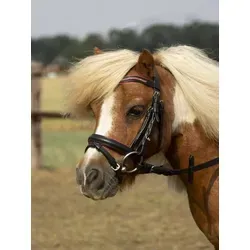 Busse Trense LITTLE - Hübsche Ledertrense für MiniShettys und Shettys, mit geschwungenem Stirnriemen und bombiertem Nasenriemen für optimalen Komfort beim Reiten.