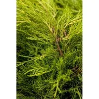 Juniperus Media Old Gold Wacholder Goldgelb 25–30 cm