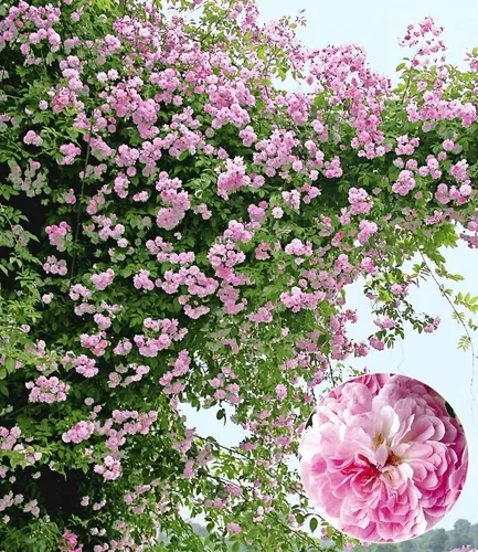 BALDUR Garten 2x Rambler-Rosen 'Paul's Himalayan Musk Rambler' - Wurzelballierte Kletterrose mit eleganten Blüten, ideal für Sonne bis Halbschatten. Wuchshöhe bis 10 m, pflegeleicht und winterhart – perfekt für deinen Garten!