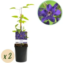 Everspring Kletterpflanze Große Duftende Violette Blüten – Clematis The President | Green boutiQ