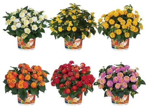 Wandelröschen 6er Set Lantana camara Havana gemischt - Set aus 6 farbenfrohen Wandelröschen, ideal für Kübel und Beete. Pflegeleicht und perfekt für sonnige Standorte, bringen sie Leben in jeden Garten. Genießen Sie die Vielfalt der leuchtenden Blüten!
