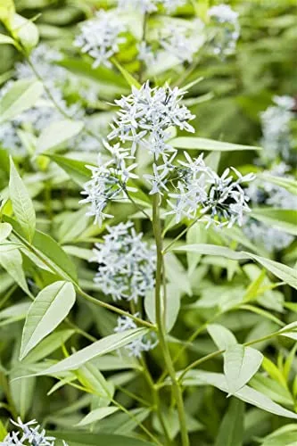 Amsonia tabernaemontana 9x9 cm Topf – Winterhart, Mehrjährig, Pflegeleicht – Blausternbusch – Staude für Beet & Garten