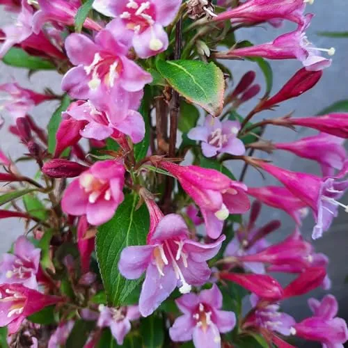 Liebliche Weigelie Rubidol 2L