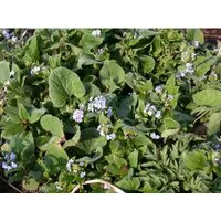 Brunnera Macrophylla Langtrees Kaukasusvergissmeinnicht Ca. 9x9 cm Topf