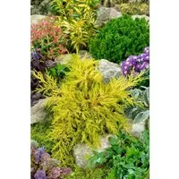 Produktbild Juniperus Chinensis Goldstar Chinesischer Wacholder Goldgelb 15–20 cm