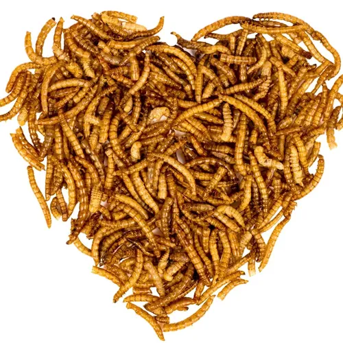 Lyra Pet® Mehlwürmer für Zier- und Teichfische 10 kg - Vogelhauptfutter mit 100% natürlichen, getrockneten Mehlwürmern, reich an Protein (50,2%) für Muskelstärkung und ideal für eine ausgewogene Ernährung von Vögeln, Fischen und Reptilien.