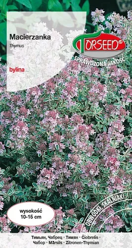 Lila Geißblatt Samen 0.3g - Torseed