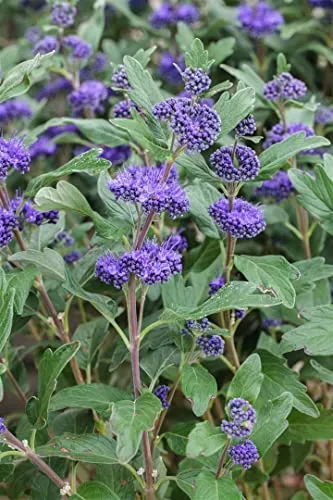 Caryopteris clandonensis 'Grand Bleu' – Winterharter Zierstrauch mit blauen Blüten - Blumensamen & -pflanzen, winterhart und pflegeleicht. Ideal für Beet & Kübel, zieht Bienen und Schmetterlinge an. Lange Blütezeit von Spätsommer bis Herbst.