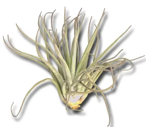 Tillandsia oaxacana XL
