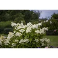 Hydrangea paniculata 'Unique'