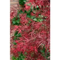 Japanischer Ahorn Acer palmatum Beni-otake, 1 St. - Edles Ziergehölz mit rotem Laub - Ziergehölze - Der Japanische Fächerahorn 'Beni-otake' begeistert mit schmalen, tiefroten Blättern und eleganter Silhouette. Ideal als Solitär oder Kübelpflanze für stilvolle Gartenräume.