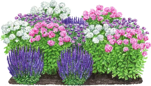 Dehner Bio Stauden-Set Insektenparadies Schmetterling – 12 Pflanzen für sonnige Standorte - Buntes Stauden-Set mit 12 Pflanzen, ideal für eine Fläche von ca. 2,5 m². Lockt Schmetterlinge an und bringt Farbe von Juni bis Oktober. Topfgröße: Ø 9 cm.