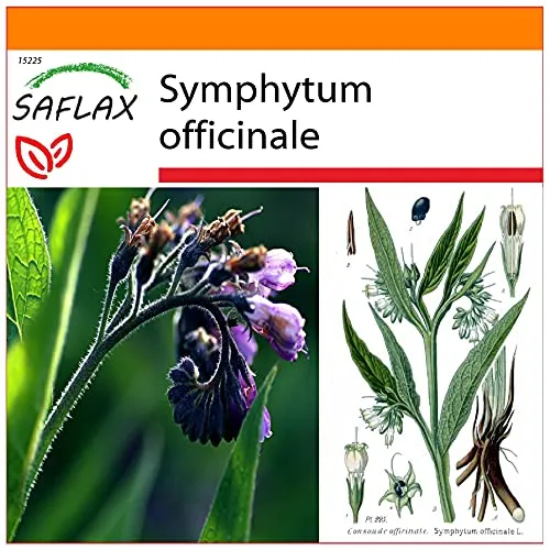 SAFLAX - Garden in the Bag - Heilpflanzen - Beinwell - 15 Samen - Mit Anzuchtsubstrat im praktischen, selbst aufstellenden Beutel - Symphytum officinale