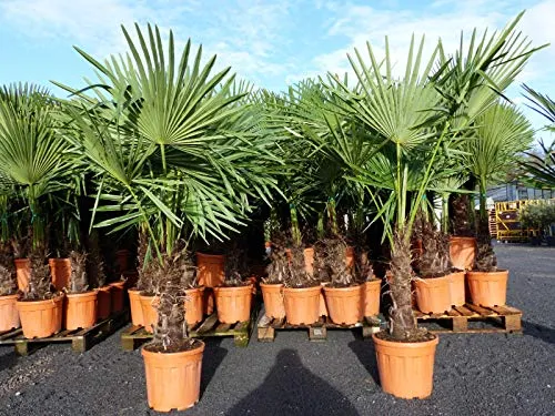 gruenwaren jakubik XXL Palme winterhart 140-160 cm - Baumsamen & -pflanzen, winterharte Trachycarpus fortunei mit kräftigen Stämmen und erstklassiger Qualität für robuste Gartenlandschaften.