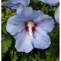 Rosen Eibisch Blue Bird 60-80cm - Hibiscus syriacus