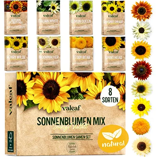 valeaf Sonnenblumen Samen Set von valeaf