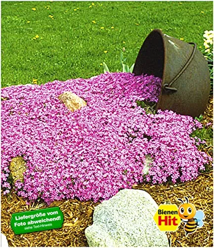 BALDUR Garten Teppichphlox 'Emerald Pink', winterharter Bodendecker 3 Pflanzen Phlox subulata Polsterphlox Polster-Flammenblume Polsterstauden Moosphlox, Phlox subulata, winterhart, bienenfreundlich
