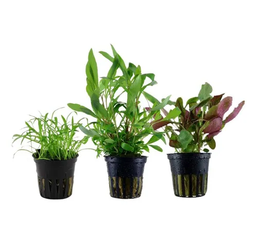 Aquaone Wasserpflanze Pflanzen Set mit 3 Einsteiger Wasserpflanzen Nr.128