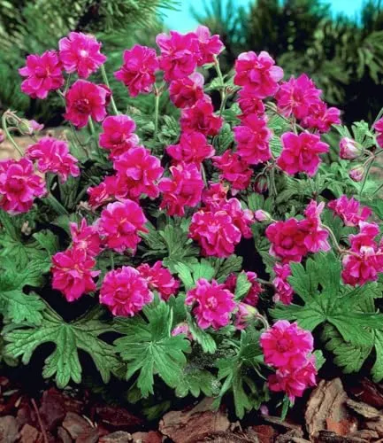 BALDUR Garten Winterharte Geranie 'Rote Burcs Double®' - Pflegeleichte, mehrjährige Pflanze mit leuchtenden Blüten von Juni bis September. Ideal für sonnige bis halbschattige Standorte. Geringer Pflegeaufwand und langlebig.