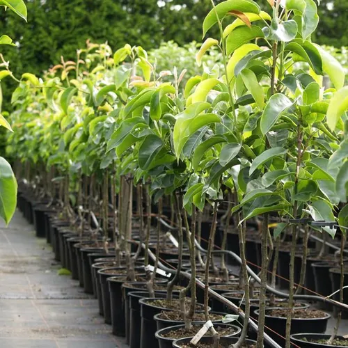 Nashi Nijiseiki Nashibaum - Buschbaum Topfballen (Versandzeit: ganzjährig)