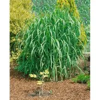 Produktbild Pflanzen für Dich Gräser Miscanthus giganteus Aksel Olsen