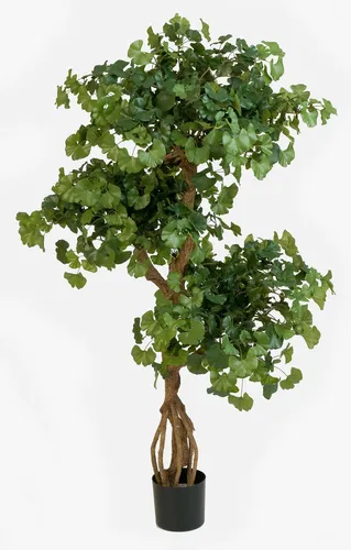 Kunstbaum Ginkgo Baum Gregor, 145 cm, schwer entflammbar - Der Ginkgo Baum Gregor von artplants ist ideal für die Innenraumgestaltung. Mit 1092 Blättern und schwer entflammbaren Eigenschaften sorgt er für eine ansprechende Atmosphäre ohne Dekoration. Perfekt für langlebige Schönheit.