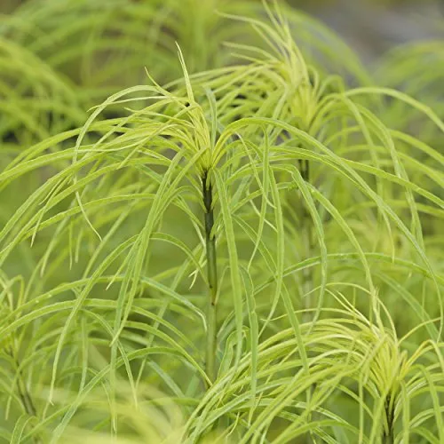 Blumixx Stauden Helianthus salicifolius - Weidenblättrige Sonnenblume, im 1,0 Liter Topf, gelb blühend