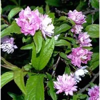 Chinesische Zwergkirsche Rosea 40-60cm - Prunus glandulosa