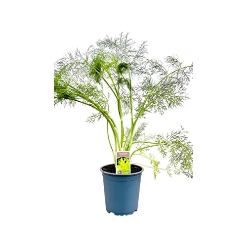 Foeniculum vulgare ca. 11x11 cm Topf - Fenchel, aromatische Blätter, ideal für Kräutergärten, bienenfreundlich, pflegeleicht