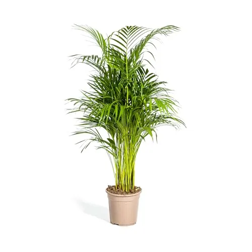 Exotenherz Goldfruchtpalme - Dypsis lutescens - Areca - Solitärpflanze - ca. 100-120cm hoch - 21cm Topf