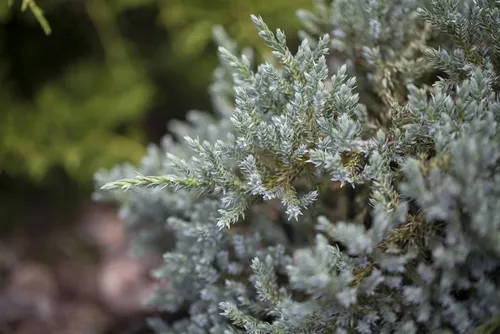Virginischer Wacholder Juniperus virginiana 'Glauca' - Säulenförmiger Zierstrauch - Ziergehölz mit stahlblau bis blaugrüner Belaubung, ideal für Vorgärten und Terrassen. Pflegeleicht, trockenheitstolerant und perfekt für Formpflanzungen.
