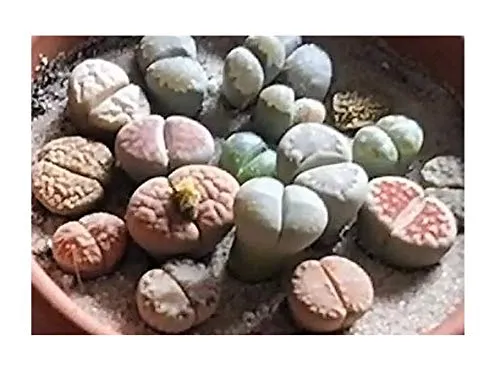 Stk - 20x Lithops sp. Mix Sukkulenten Lebende Steine Pflanzen - Samen A417 - Seeds & Plants Shop by Ipsa