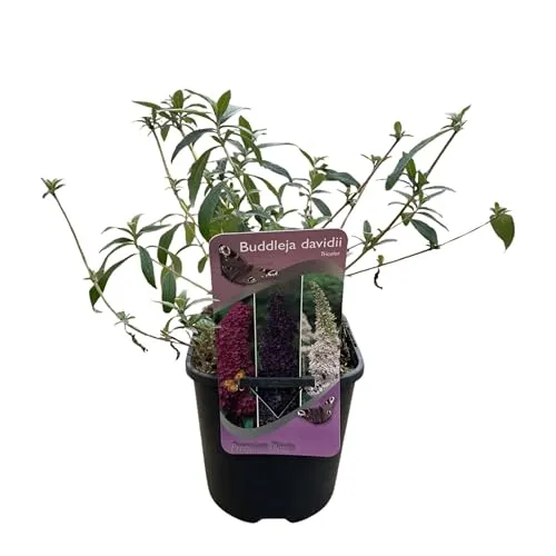 GreenboutiQ - Schmetterlingsflieder Winterhart - Buddleja davidii Tricolour - Blüten Rosa, Weiß und Lila - 1 Pflanze - Laubabwerfend - Schmetterlingsanziehend - Topf 17cm Höhe 30cm