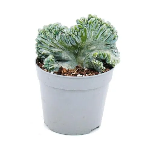 Heidelbeer-Kaktus Kammform Myrtillocactus geometrizans cristata außergewöhnlicher Kaktus 6,5cm Topf