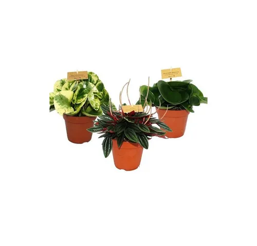 Exotenherz Kaktus Zwergpfeffer-3er Set, Peperomia, Eden-Mix, 3 Pflanzen im 12cm Topf