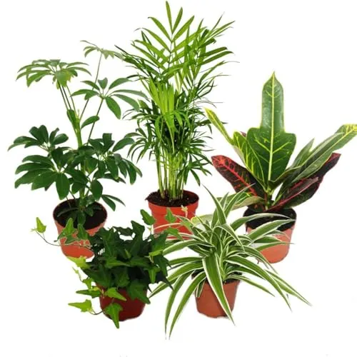 Exotenherz Zimmerpflanze Set mit 5 Pflanzen
