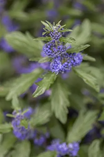 Caryopteris clandonensis 'Blue Balloon' 40-60 cm – Winterhart, Mehrjährig, Pflegeleicht – Bartblume – Zierstrauch für Beet & Kübel