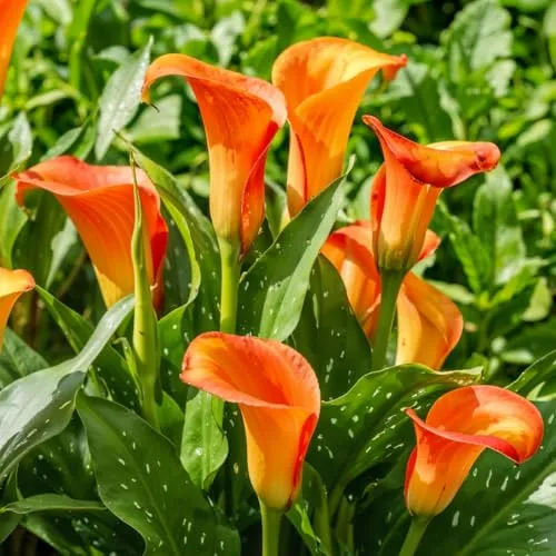Calla Lilien Zwiebeln Winterhart Mehrjährig in orange von DUTCH BULBS
