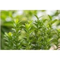 Pflanzen für Dich Gehölze Euonymus japonicus Green Empire