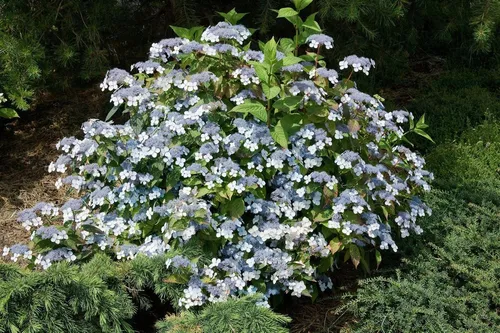 Hydrangea Serrata Acuminata - Japanische Berghortensie 30-40 cm - Blühende Zimmerpflanzen mit zarten blauen bis violetten Blüten, pflegeleicht und winterhart, perfekt für schattige Rabatten und Kübel.