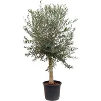 Sunny-Tree  Hochstämmiger Olivenbaum 170 Zentimeter Hoch Olea Europea 25 Jahre Alt Winterhart Bis -18°